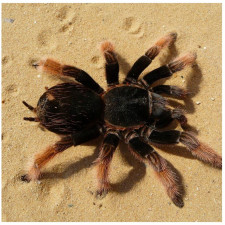 Většina tvorů, kteří jsou jedovatí, útočí jen když cítí nebezpečí