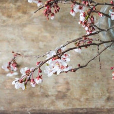 Na barbory vždy 4. prosince