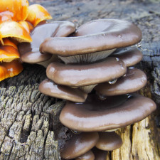 Houbařům vypukla sezona i nyní v lednu. Vyražte do lesů nasbírat si čerstvé zimní houby do kuchyně. Poradíme, jak je zpracovat