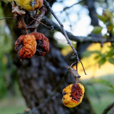 V listopadu můžeme likvidovat škůdce a dřeviny zbavíme větví napadených chorobami