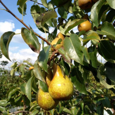 Záříjová zahrada láká na sklizení plodů i hromadu práce