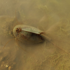 Listonoh působí jako něco, co zažilo zrod veškerého života na Zemi