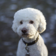 Záchrana mazlíčka ho málem stála život