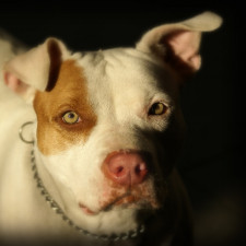 Před Lidlem v Hloubětíně pokousal pitbul starého muže, nikdo mu nepomohl