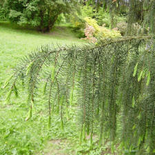 Smrk Brewerův (Picea breweriana)