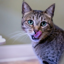 Olizováním vám kočka vyjadřuje náklonnost