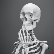 Lidská kostra tvoří zhruba 14 % tělesné hmotnosti. Má své vlastní cévy a nervy