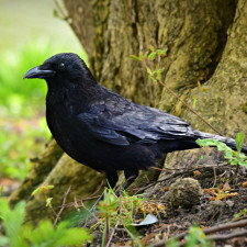 Jsou chytřejší delfíni nebo tito černí ptáci?