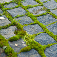 Zbavit se mechu vám mimo jiné pomůže i jedlá soda