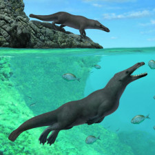 Peregocetus pacificus