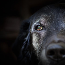Fenka Rosie má za sebou pohnutou minulost