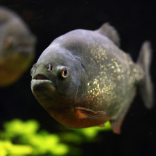 Na muže čekaly pod hladinou jezera krvelačné piraně