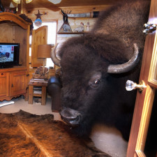 Texaský pár Ronnie a Sherron Bridgesovi si v roce 2004 pořídil bizona. Má vlastní pokojíček s televizí