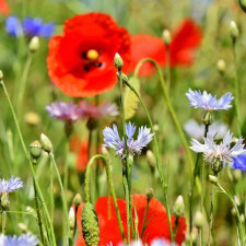 Také byste chtěli mít u domu louku?