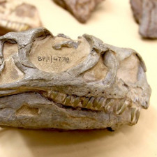 Nový druh dinosaura se jmenuje Ngwevu intloko