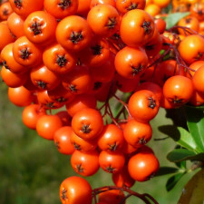 Rakytník dodá tělu vitamíny i minerály. Je vynikající pro posílení imunity