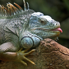 Chcete ne úplně obvyklou roušku?