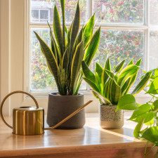 Zlepšit kvalitu vzduchu vám pomůže mimo jiné i tchynin jazyk