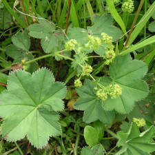 Kontryhel má také blahodárné účinky na pleť a vlasy