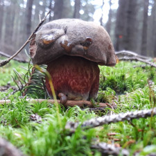 Hřib kovář je klasickou červnovou houbou