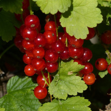 Rybíz se hodí do pečených dezertů i na studené využití