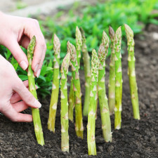 Chřest na vaší zahradě můžete sklízet déle než dvě dekády