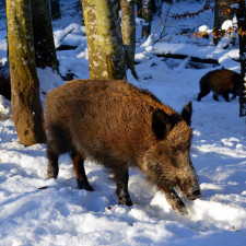 Myslivci se zaměřili na oblast mezi Malou Svatou Horou a Mníškem, skončilo to ale fiaskem