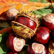 Kaštany se snadno promění třeba v ježka...