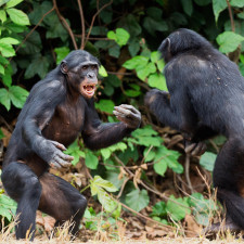 Jsou schopni neuvěřitelně důmyslých praktik, jak soka připravit o život