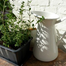 Některé bylinky můžete pěstovat i v truhlíku na balkoně