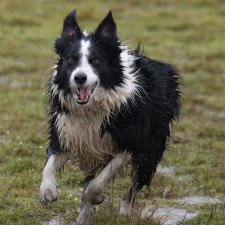 Pokud vidíte, že pes je již unavený a tolik neběhá, je čas jít domů