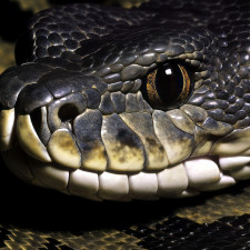 Jméno „anakonda“ je odvozené od řeckého slova ευνήκτης, což znamená „dobrý plavec“