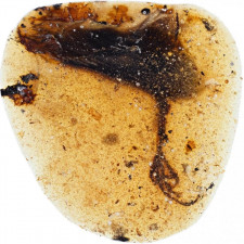 Zatím není jasné, k čemu dlouhý prst sloužil