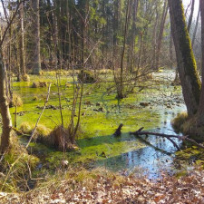 Branišovský les mnohým nahání hrůzu