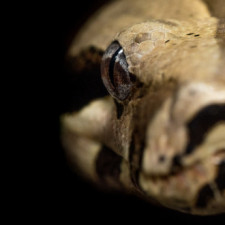 Nejspíše se jednalo o hroznýše královského, který může dorůstat až 4 metrů