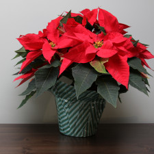 Vánoční hvězda vám doma může dělat parádu ještě dlouho po Vánocích