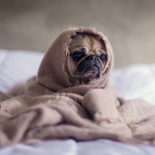 Horečka u psa je nejčastěji vyvolána zánětem nebo infekcí