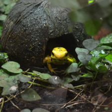 Pralesnička strašná je nejobávanější žába na světě