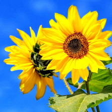 Slunečnicová semínka obsahují zinek, potřebný pro imunitu organismu