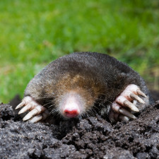 Krtek má vysoce vyvinutý čich a některé vůně zkrátka nesnese. Patří mezi ně i vůně kávy