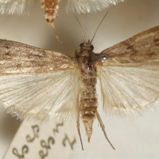 Moly si snadno přineseme domů s nákupem