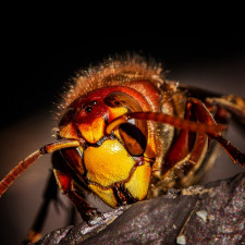 Vosy a sršně můžeme ze zahrady vyhnat - ale vždy velmi opatrně