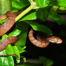Invaze bojgy hnědé na Guam je jednou z největších, jaké kdy lidstvo zaznamenalo
