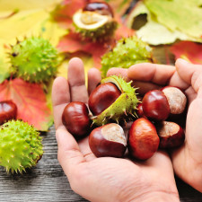 Extrakt z kaštanu koňského nám může pomoci mimo jiné i zbavit se hemeroidů