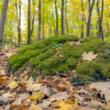Při odstranění mechu jarem dbejte na to, aby šlo o netoxický přípravek s přírodními ingrediencemi