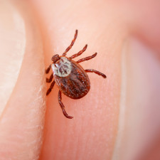 Před klíšťaty vás také ochrání esenciální oleje
