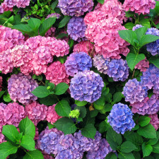 Při péči o hortenzie ve vysokých teplotách je nutné si dávat pozor mimo jiné i na čas zálivky