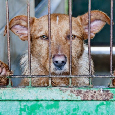 Není to "jen" pes. Zvířata mají duši a potřebují naši pomoc
