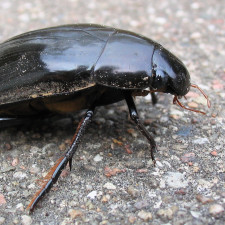 Vědci našli na jihu Čech vodomily