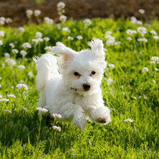 Někteří psi mohou trpět alergií na pyly - jako lidé